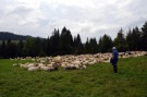 Dodatkowo zaprezentowano bacowski pokaz przepędzania owiec.